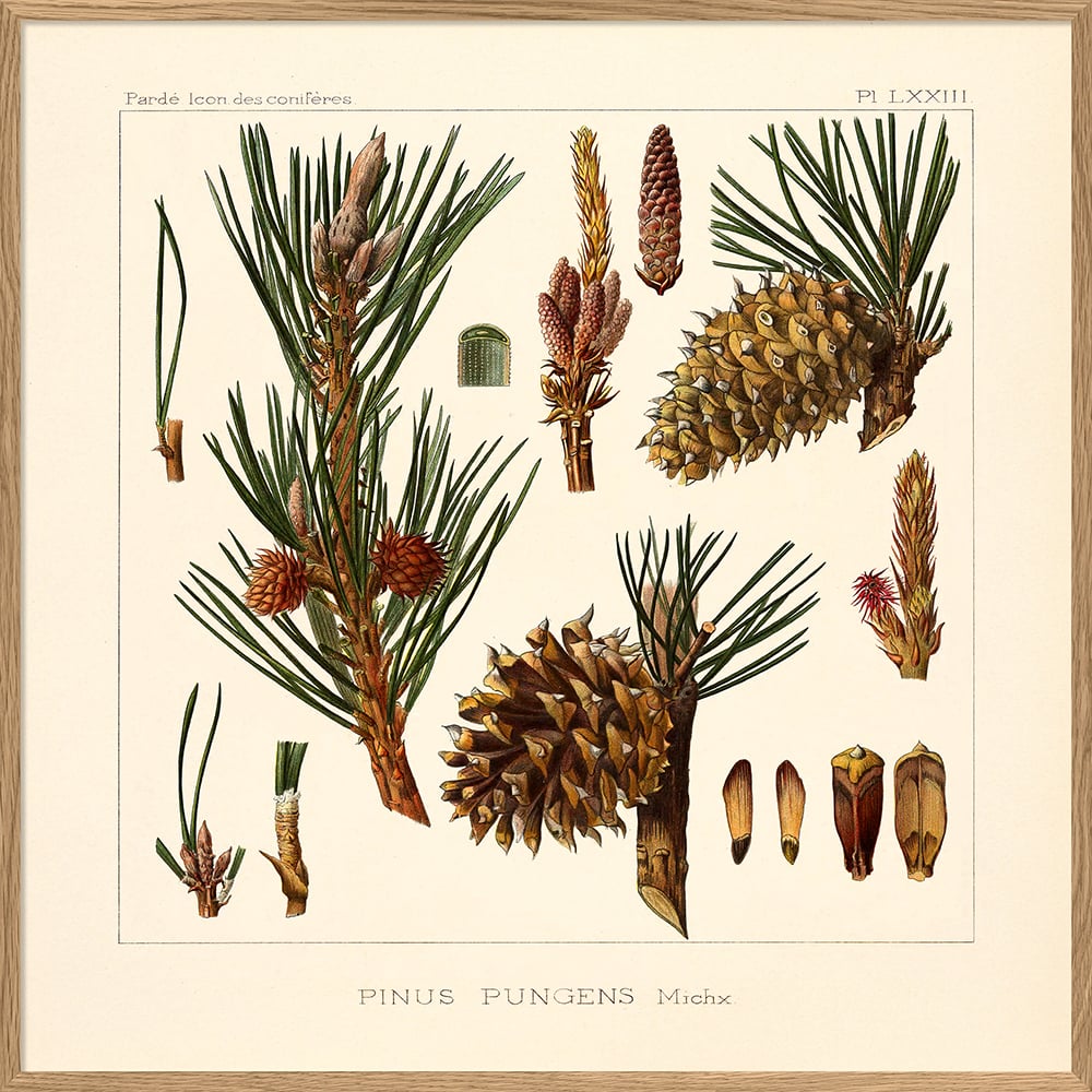Poster Pinus Pungens