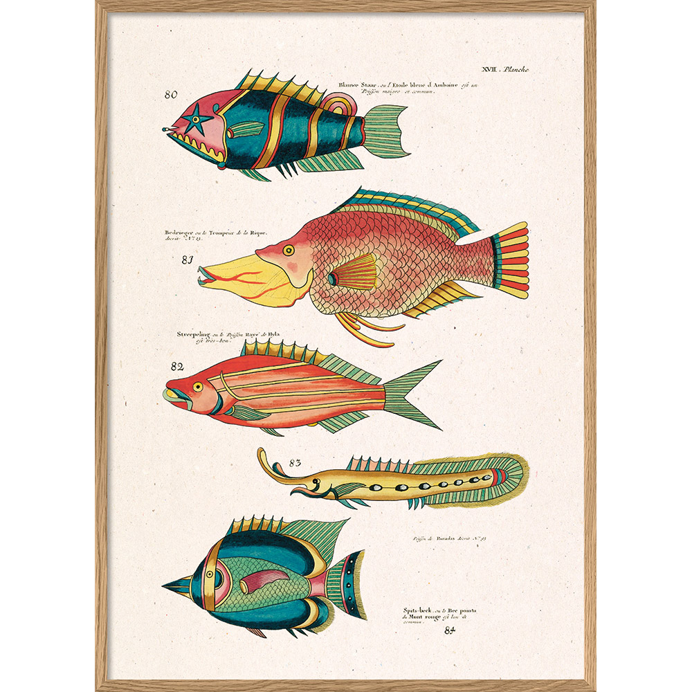 Poster bunte Fische 4
